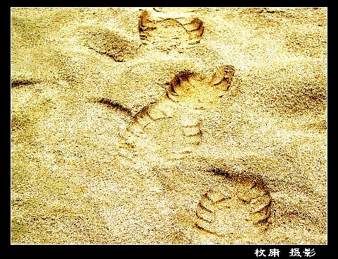 枚庸的摄影作品 枚庸的摄影作品