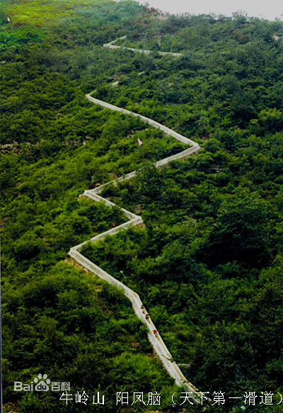 牛岭山阳凤脑 牛岭山阳凤脑