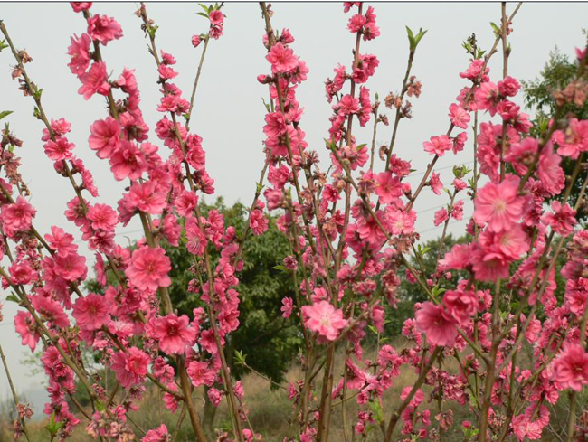 东莞松山湖花海 东莞松山湖花海