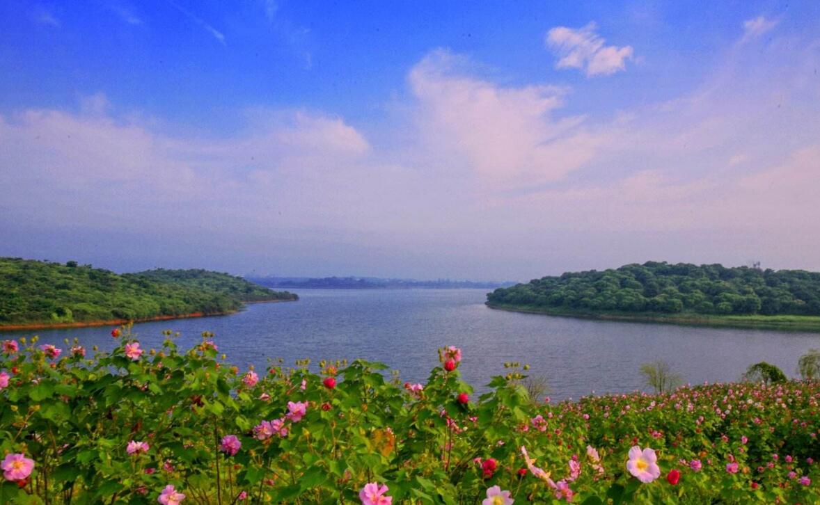 松湖花海 松湖花海