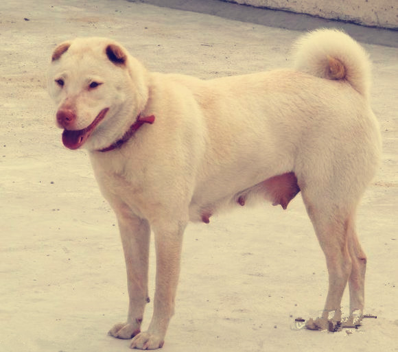 潮汕大头犬 潮汕大头犬