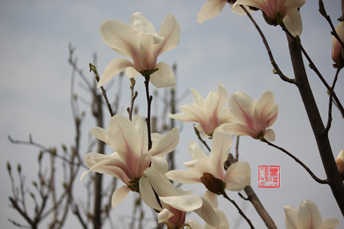 镇平玉兰花基地 镇平玉兰花基地