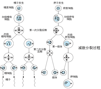 动物遗传学(遗传学的一个分支) 动物遗传学(遗传学的一个分支)