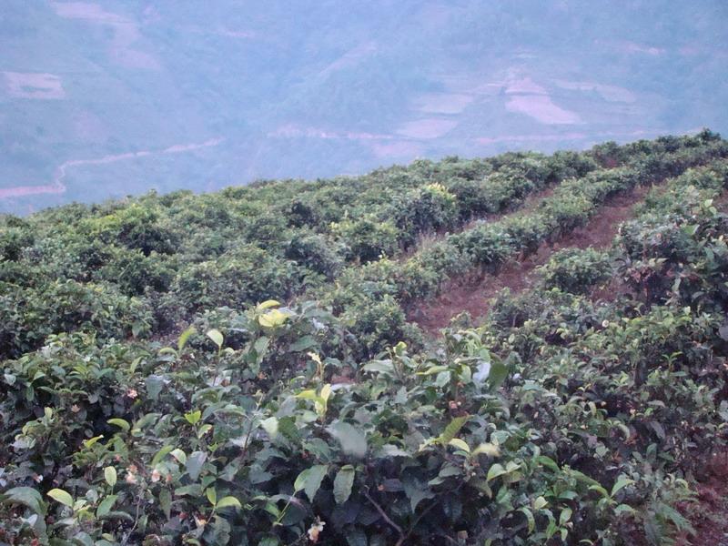 茶叶种植 茶叶种植