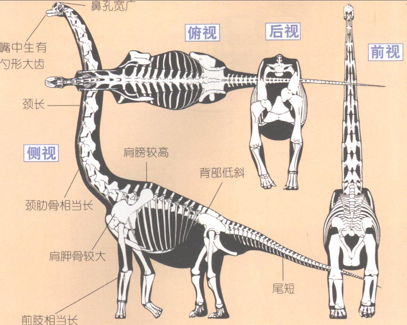 腕龙的骨骼 腕龙的骨骼