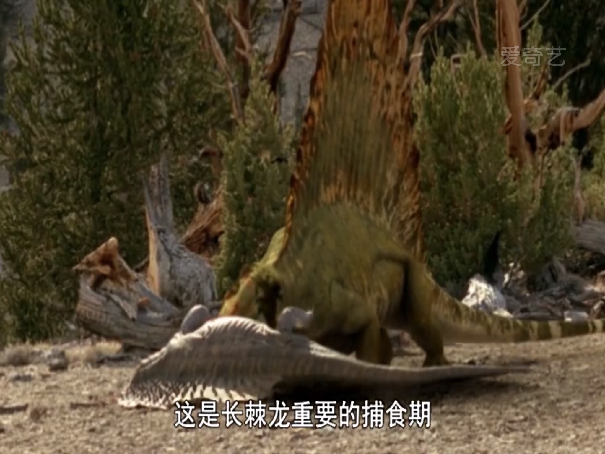 异齿龙(合弓纲动物) 异齿龙(合弓纲动物)