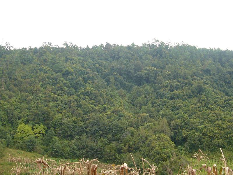 大庄科村-森林资源 大庄科村-森林资源