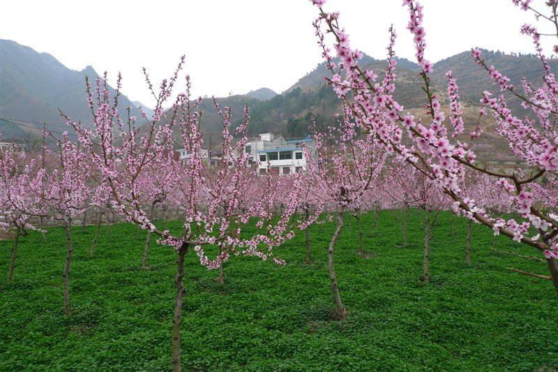 丹凤县桃花谷风景区 丹凤县桃花谷风景区