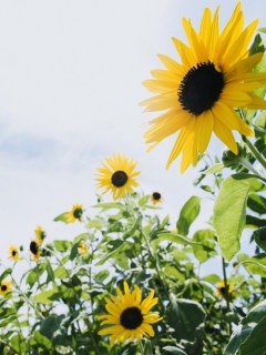 又是一季花开时 又是一季花开时