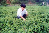 茫荡镇 茫荡镇