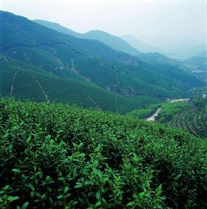 翠华茶 翠华茶