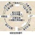 土壤矿物质转化 土壤矿物质转化