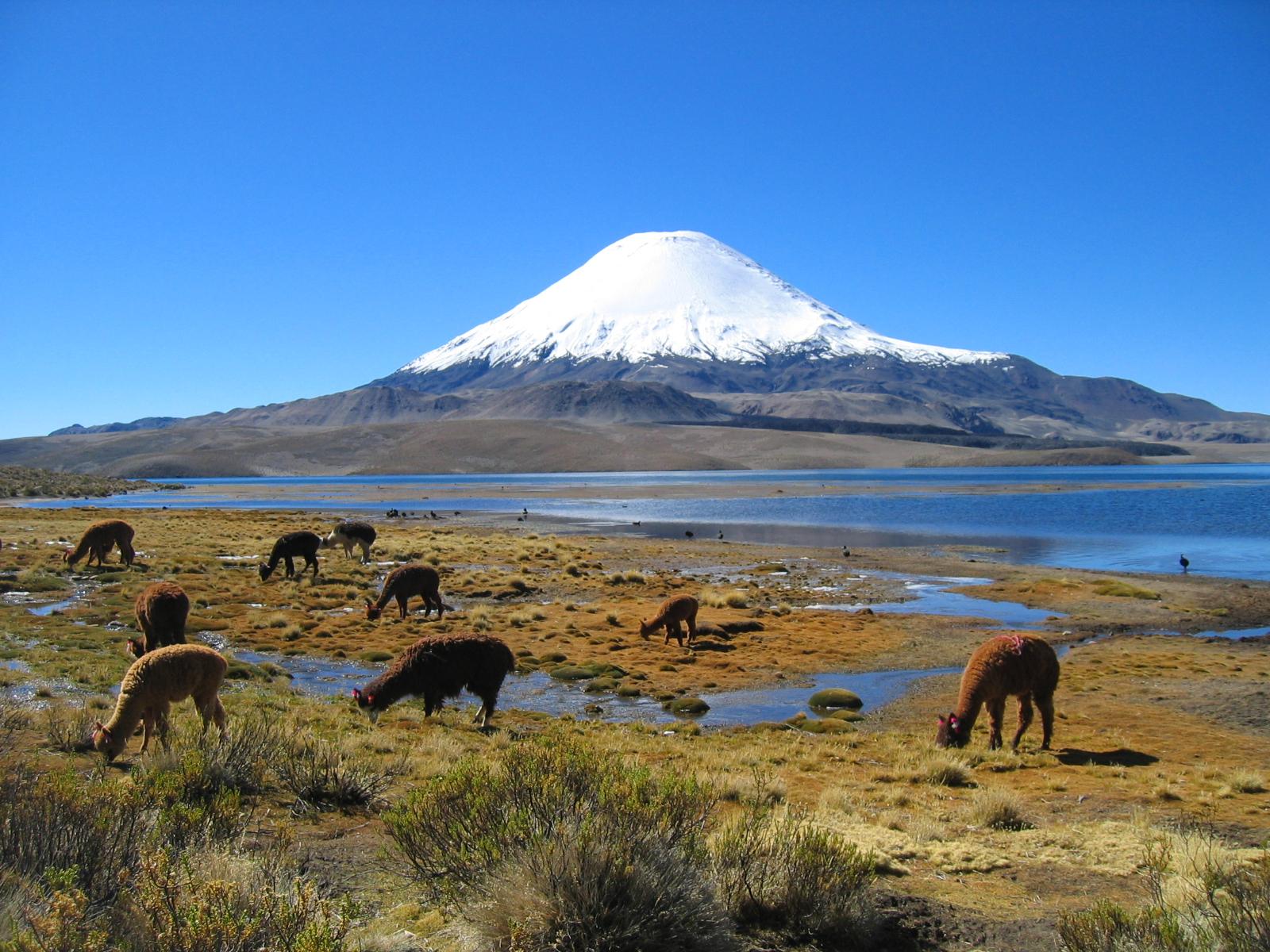 Parinacota火山 Parinacota火山