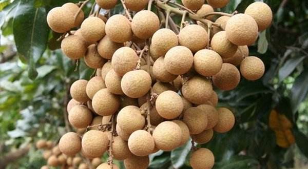 桂圆 桂圆