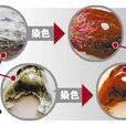染色燕窝 染色燕窝