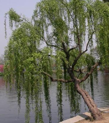 杨柳科