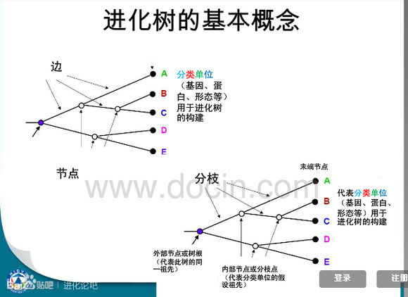 进化树 进化树