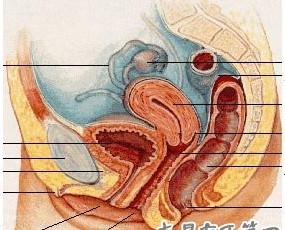 膀胱类型 膀胱类型