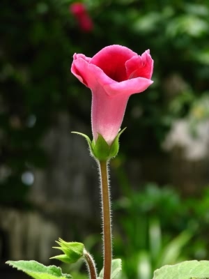 烟筒花 烟筒花