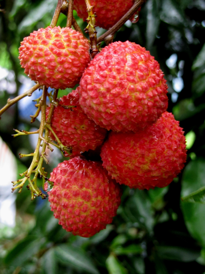 桂味荔枝 桂味荔枝