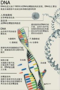 DNA DNA