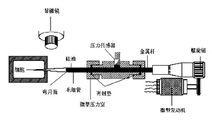 细胞压力探针 细胞压力探针