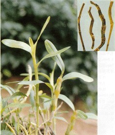 枫斗-原植物(图1) 枫斗-原植物(图1)