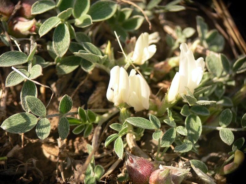 炙黄芪 炙黄芪