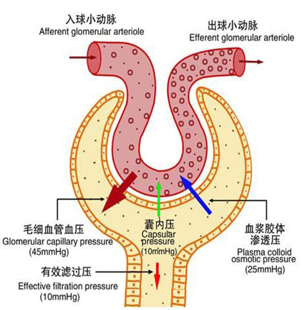 有效滤过压 有效滤过压