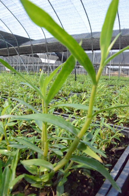 药用石斛 药用石斛
