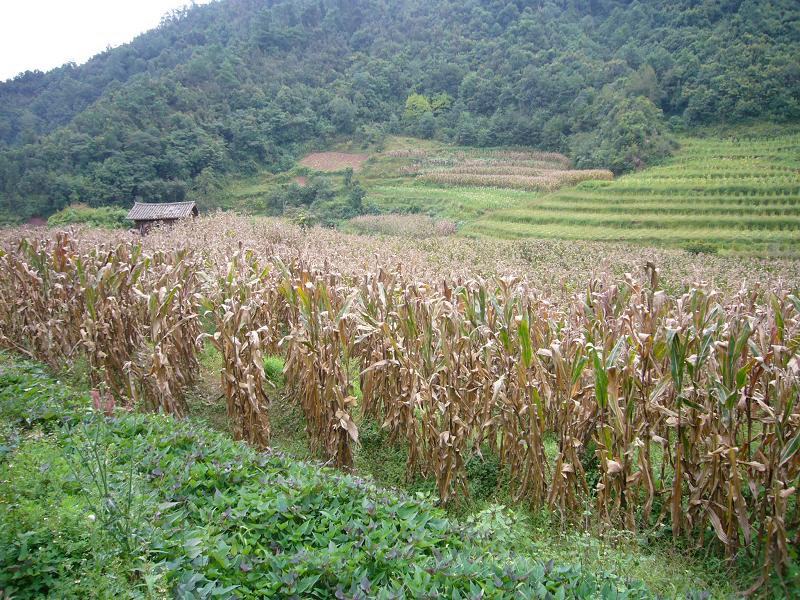 大庄科村-玉米种植 大庄科村-玉米种植