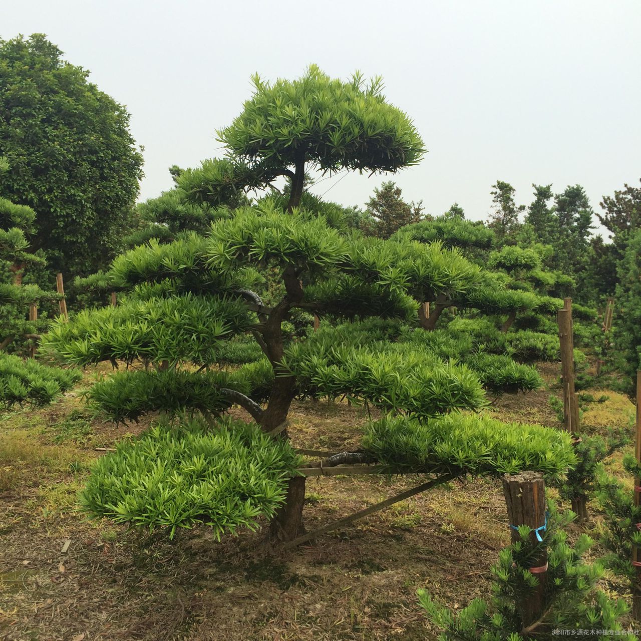 松树 松树