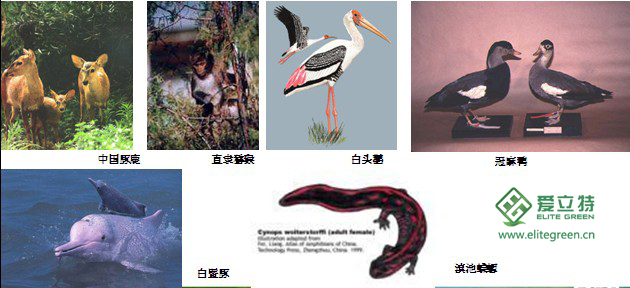 物种灭绝面临的威胁. 物种灭绝面临的威胁.