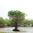 红树 红树