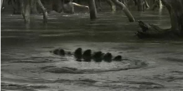 电影黑水 电影黑水