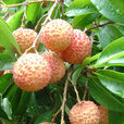 桂味荔枝 桂味荔枝