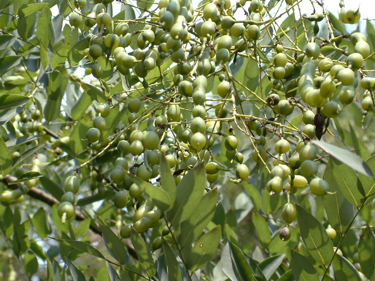 酸性土壤与植物 酸性土壤与植物