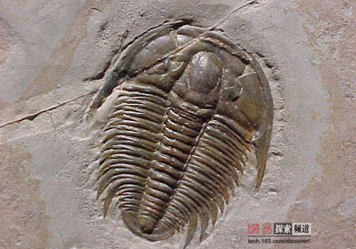三叶虫 三叶虫