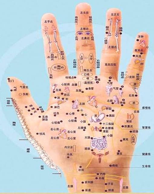 全息手穴图 全息手穴图