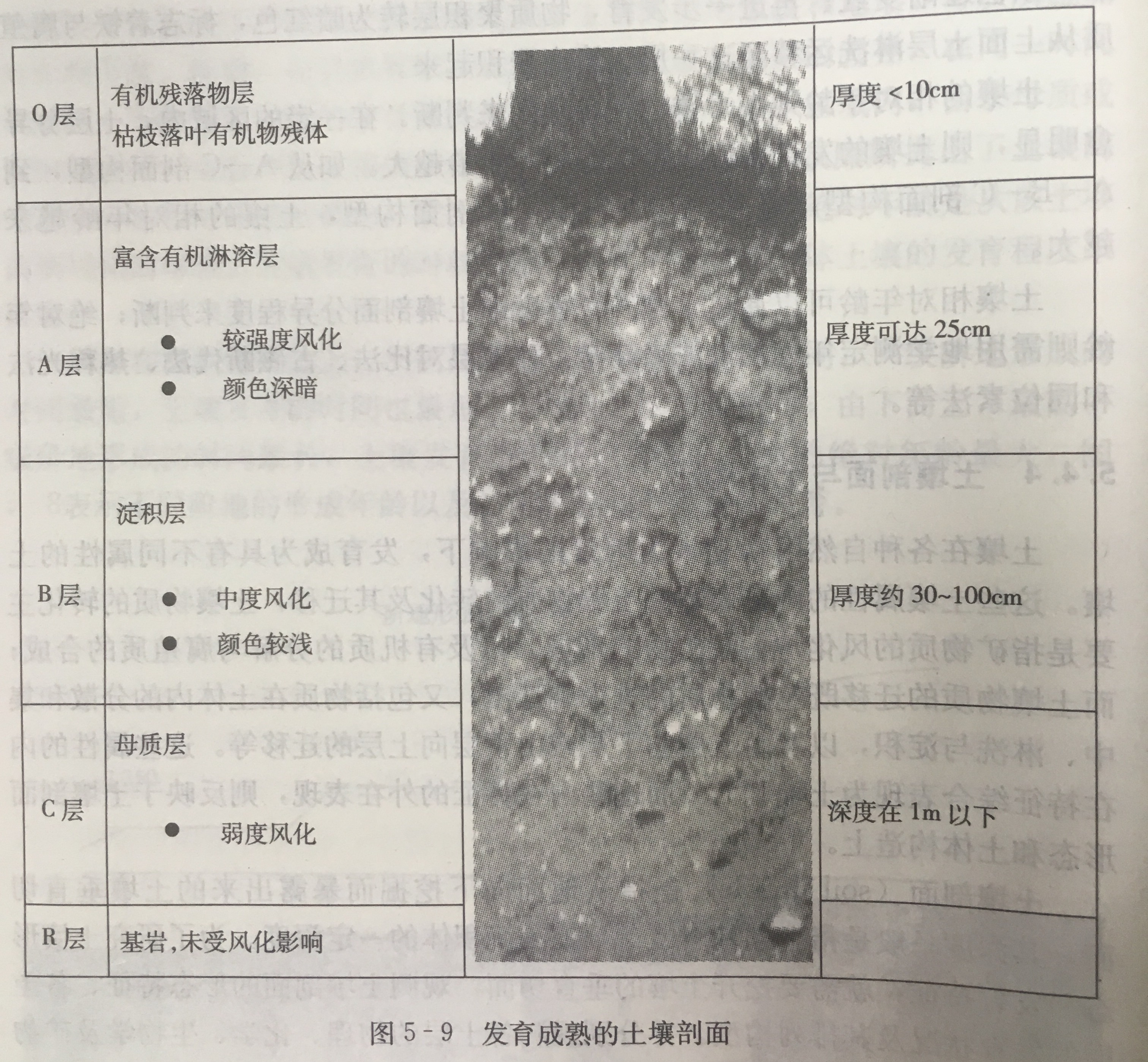 土壤发生层 土壤发生层