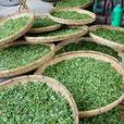 灵岩茶 灵岩茶