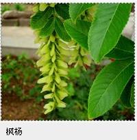 柳树 柳树