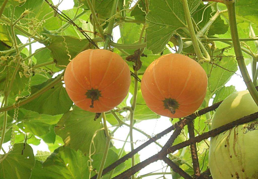 南瓜属 南瓜属