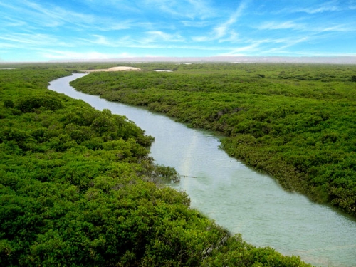 湛江红树林国家级自然保护区 湛江红树林国家级自然保护区