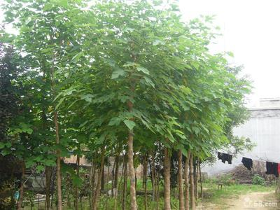 旱柳(杨柳目杨柳科植物) 旱柳(杨柳目杨柳科植物)