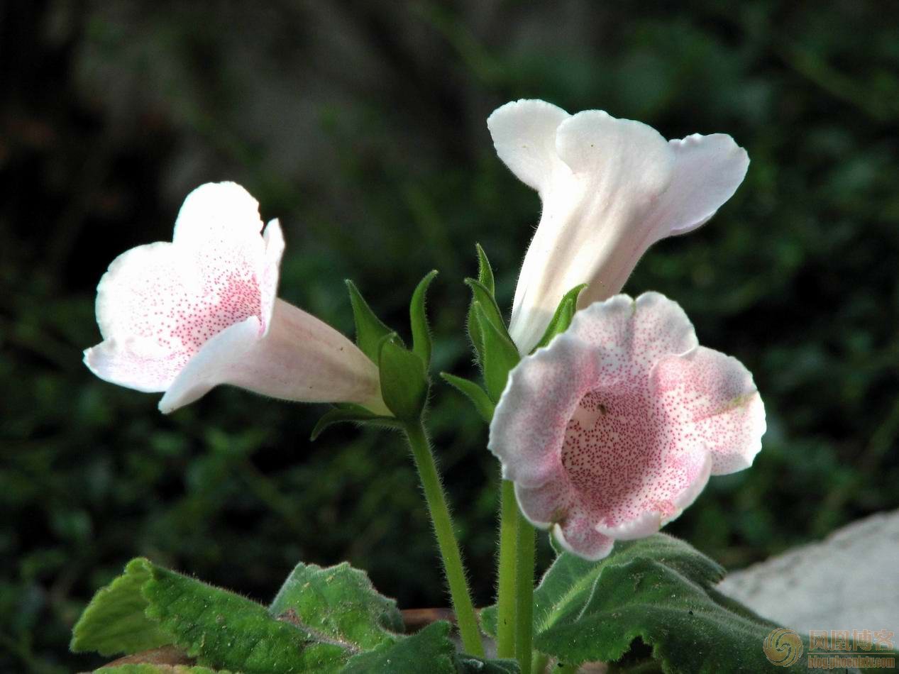 烟筒花 烟筒花