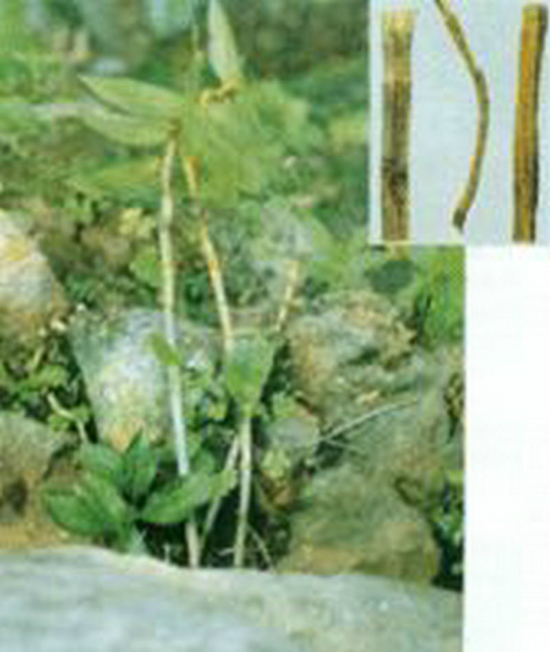 马鞭石斛(兰亚科石斛属植物) 马鞭石斛(兰亚科石斛属植物)