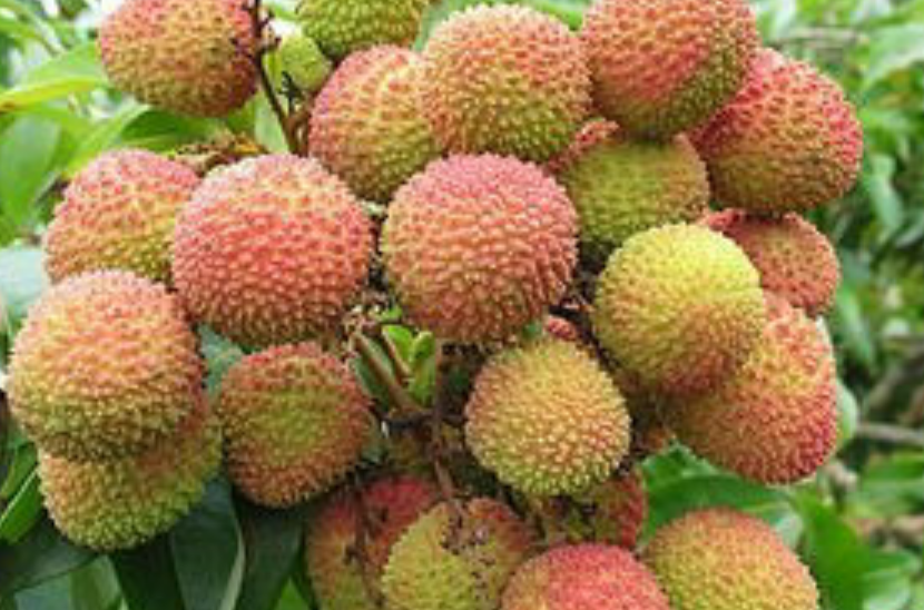 龙巖荔枝