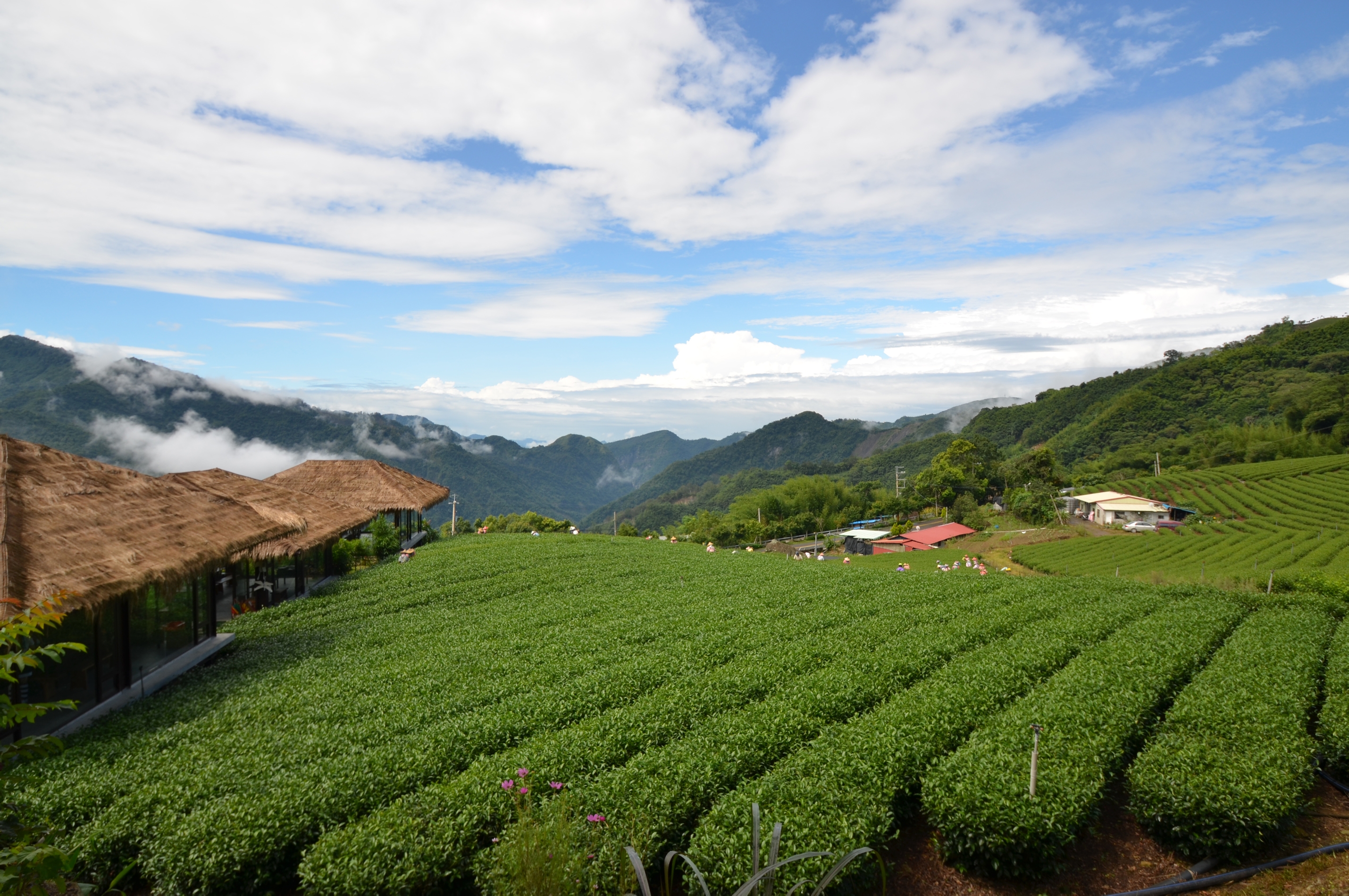 优游吧斯阿里山邹族文化部落的茶园 优游吧斯阿里山邹族文化部落的茶园