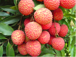 桂味 桂味